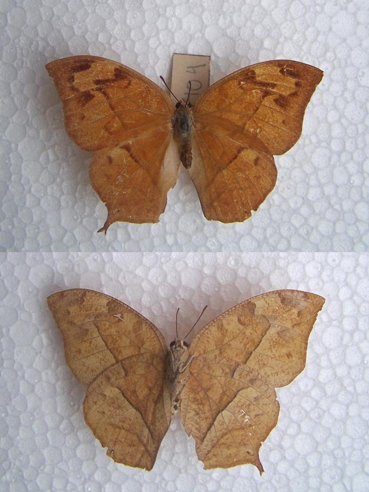 FIGURE 2b FIGURE 2b